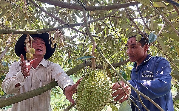 Nhà vườn ấp Thạnh Vinh, xã Thạnh Lộc, huyện Giồng Riềng (tỉnh Kiên Giang) thu hoạch sầu riêng.