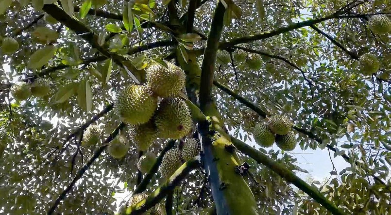 Nhiều nông dân đã chuyển đổi lúa sang trồng sầu riêng và đem lại lợi nhuận cao.