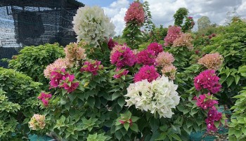 Trồng hoa giấy chơi thấy lợi nhuận cao, chị nông dân quyết làm lớn, thu trăm triệu đồng mỗi năm