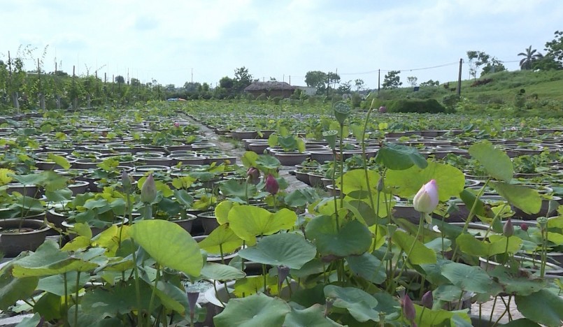 Đầm sen cạn 10.000 chậu là thành quả nhiều năm lăn lộn với bùn đất.