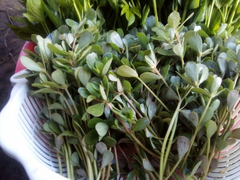 rau sam thường mọc hoang