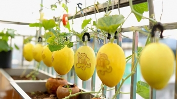 Trồng dưa siêu lạ cho "ăn" trứng sữa mật mía khiến quả căng bóng vàng ươm trong khu vườn sân thượng