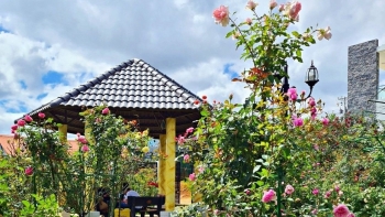 Ngỡ ngàng với vườn hồng 4 tỷ của người phụ nữ từng đi làm thuê, ở trọ hơn 30 năm