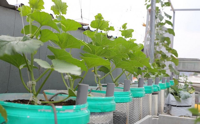 Trong khu vườn trên sân thượng tầng 5 anh Hồng dành 30 m2 cho đam mê trồng dưa lưới. Không sử dụng thùng sốp, anh mua thùng sơn về, chế thành các thùng bán thủy canh để trồng dưa.