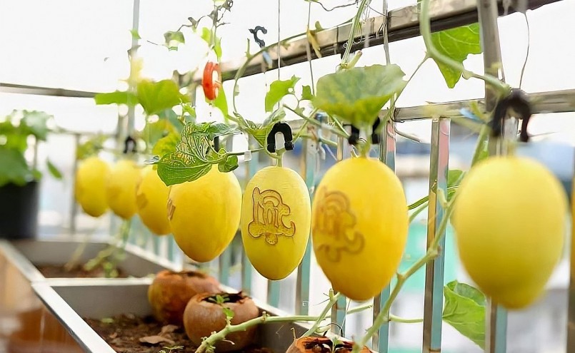 Vườn dưa lưới trên sân thượng được chăm sóc đặc biệt bằng trứng sữa và mật mía, mỗi quả được khắc chữ thủ công rất độc đáo.