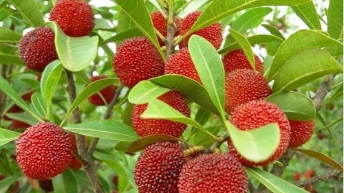 4 loại quả xưa rụng đầy không ai nhặt, giờ thành đặc sản được "săn lùng" với giá cực đắt đỏ