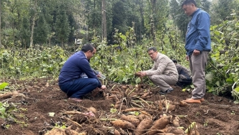 Trồng loại sâm lạ trên cao nguyên đá cho củ to lăn lông lốc  bán cháy hàng thu nửa tỷ đồng/ha