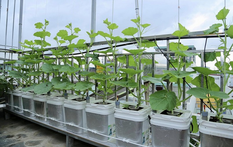 Đầu năm nay, anh tiếp tục nâng cấp chậu trồng bằng loại thùng đựng bơ có thẩm mỹ và chất lượng hơn hẳn thùng sơn. Từ lúc có các thùng này vườn ngăn nắp, gọn gàng, cây luôn đủ nước và dinh dưỡng. Gia chủ không phải lo nếu đi vắng vài ngày.