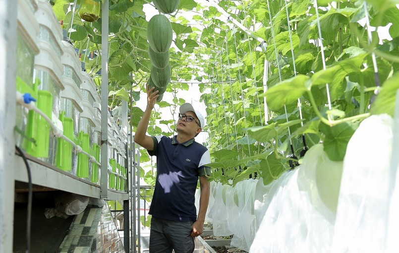 Mỗi cây sẽ thụ phấn khoảng 5-6 bông hoa. Chủ vườn nuôi cho đến khi trái to cỡ quả chanh sẽ lựa một trái đẹp, khỏe nhất để giữ lại, còn lại vặt bỏ hết.