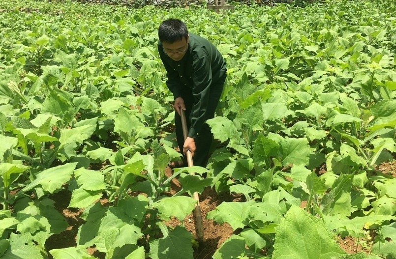 Người dân Tả Lủng chăm sóc cây Sâm Khoai trên cao nguyên đá Đồng Văn.