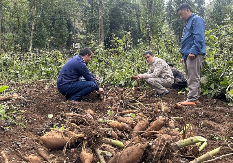 Người dân xã Tả Lủng thu hoạch củ Sâm Khoai trong vụ đông năm 2022 cho năng suất cao.