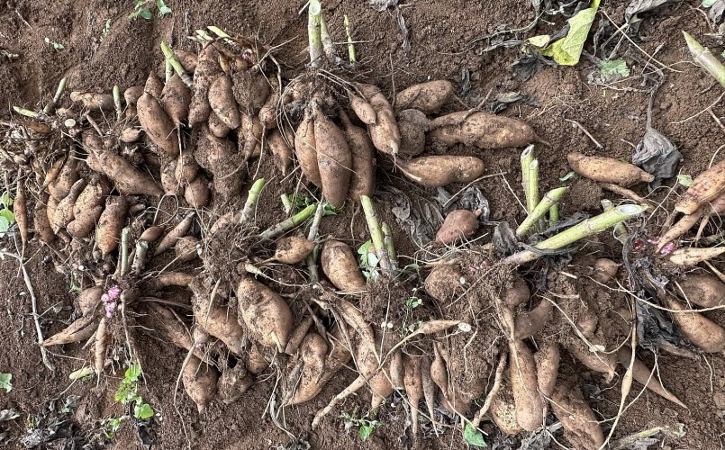 Sau 10 tháng cho thu hoạch, mỗi gốc Sâm Khoai cho thu hoạch khoảng 15 kg củ. Mỗi héc ta Sâm Khoai người dân thu lợi nhuận 500 triệu đồng.