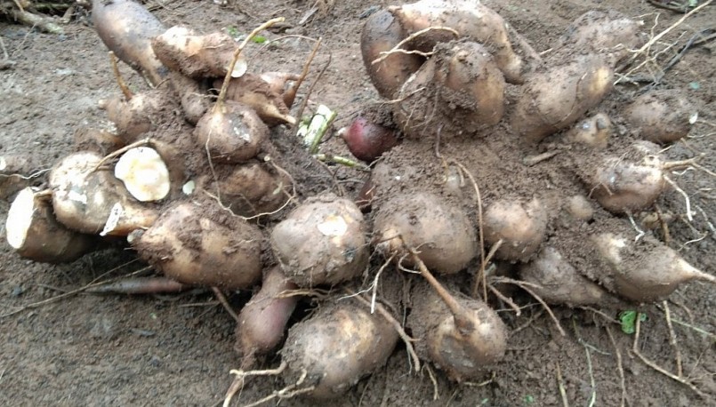Sau 10 tháng cho thu hoạch, mỗi gốc Sâm Khoai cho thu hoạch khoảng 15 kg củ.