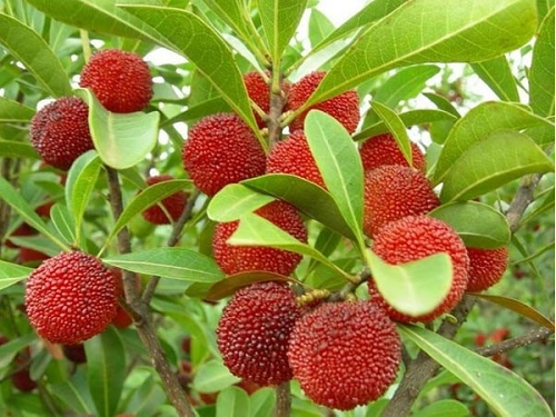 4 loại quả xưa rụng đầy không ai nhặt, giờ thành đặc sản được "săn lùng" với giá cực đắt đỏ