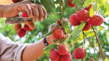 Mùa vải Hưng Yên 2023: Thị trường rộng mở, giá bán cao