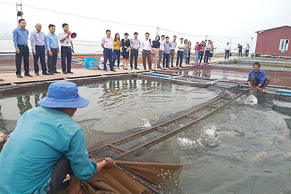 Hưng Yên tiến tới mục tiêu phát triển thủy sản xanh và bền vững