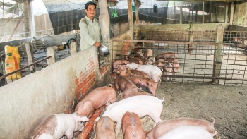Giá heo hơi hôm nay (01/7) nhiều nơi tăng vọt lên mức 64.000 đồng/kg, mỗi tạ heo lãi tiền triệu người nuôi còn hưởng lợi kép