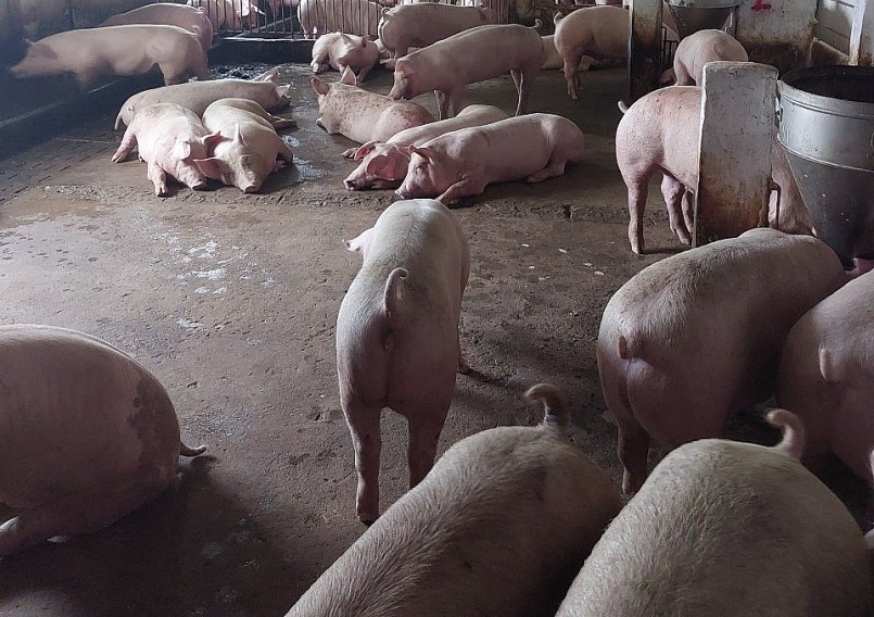 Giá heo hơi hôm nay (01/7) người chăn nuôi đang có lợi nhuận khi giá heo tăng cao.