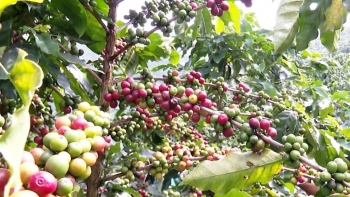 Giá nông sản hôm nay 01/7: Cà phê tiếp đà giảm sốc dưới đáy 65, hồ tiếp giảm thêm 1.000 đồng/kg