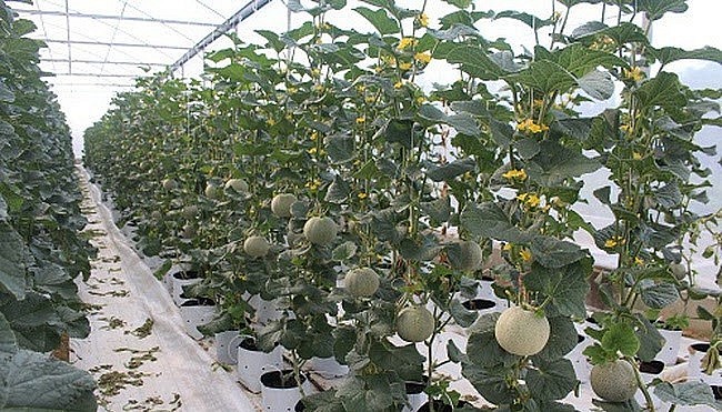 Vườn dưa lưới lúc lỉu quả của ông Hùng.