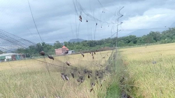 Tăng cường giải pháp ngăn chặn tình trạng săn bắt trái phép chim yến