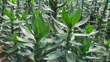 Trồng loại cây cảnh không thể thiếu dịp lễ nông dân tính cây thu tiền triệu