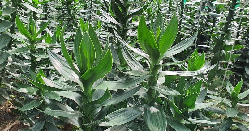 Cây phát tài búp sen dễ trồng thị trường tiêu thụ thuận lợi nên có hiệu quả kinh tế cao.