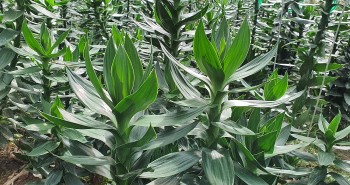 Trồng loại cây cảnh không thể thiếu dịp lễ nông dân tính cây thu tiền triệu