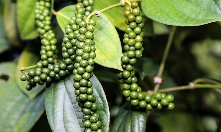 Giá nông sản hôm nay (02/7), giá hồ tiêu giảm từ 1.500 đồng/kg đến 2.000 đồng/kg.