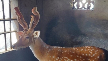 Chán nuôi lợn, bò vì thua lỗ, chuyển sang nuôi loài cho lộc bất ngờ lãi gần nửa tỷ mỗi năm