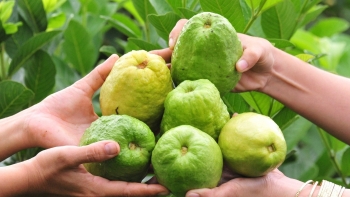 Ổi lê Cao Lãnh có gì đặc biệt mà được cấp nhãn hiệu, người mua thì kháo nhau "ăn ngon lắm"?