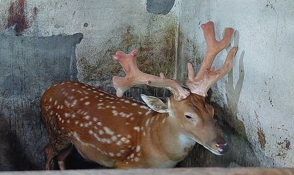 Với hiệu quả mang lại, bà con nông dân xã Diễn Hùng (huyện Diễn Châu, tỉnh Nghệ An) đang đầu tư mở rộng nghề nuôi hươu.