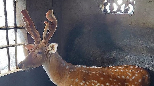 Diễn Hùng được thương lái đánh giá là địa bàn có chất lượng lộc nhung hươu tốt ở tỉnh Nghệ An.