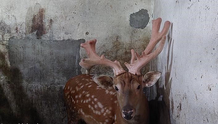 Hươu là loại động vật dễ nuôi, thức ăn dễ kiếm, dễ trồng như cỏ voi, các loại lá cây, rau khoai, lá và thân cây ngô non, chuối... 