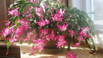 Nắng nóng trên 30°C nên “mạnh tay” với 4 loại hoa này, càng cắt tỉa cây càng xanh tốt