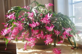 Nắng nóng trên 30°C nên “mạnh tay” với 4 loại hoa này, càng cắt tỉa cây càng xanh tốt