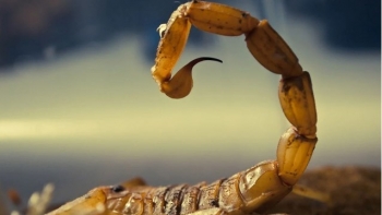 Tại sao chất lỏng kịch độc có thể gây tử vong, đau nhức gấp 100 lần ong đốt lại có giá đắt nhất thế giới?