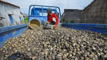 Kiên Giang cấm khai thác nghêu lụa, sò huyết, hến từ ngày 1/7