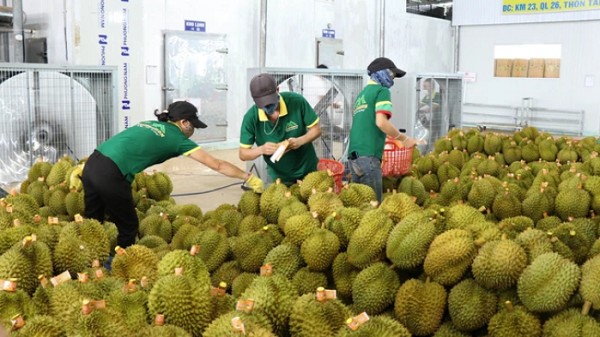 Xuất khẩu rau quả tăng kỷ lục chưa từng có trong lịch sử