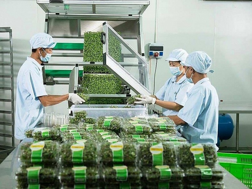 Xuất khẩu rau quả tăng kỷ lục chưa từng có trong lịch sử