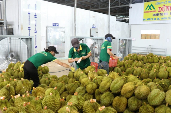 Xuất khẩu rau quả tăng kỷ lục chưa từng có trong lịch sử