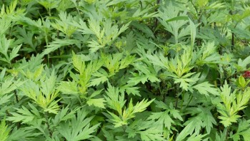 Loại rau chỉ vài nghìn một bó, ai cũng chỉ dùng ngọn mà không biết phần gốc mới là “thần dược”