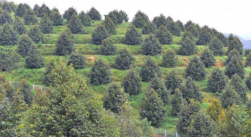 huyện Đạ Huoai, toàn huyện đang có gần 6.000ha sầu riêng; trong đó diện tích thu hoạch đạt 3.501,8ha huyện Đạ Huoai, toàn huyện đang có gần 6.000ha sầu riêng; trong đó diện tích thu hoạch đạt 3.501,8ha