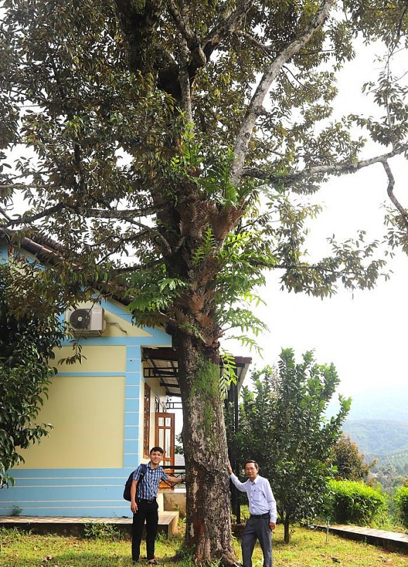 Nhiều du khách ngạc nhiên với tuổi đời và độ hoành tráng của cây sầu riêng cổ thụ hơn 100 tuổi. Nhiều du khách ngạc nhiên với tuổi đời và độ hoành tráng của cây sầu riêng cổ thụ hơn 100 tuổi.