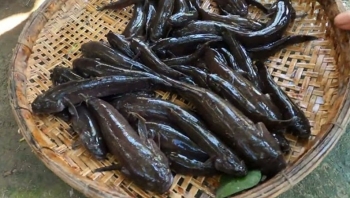 Loại cá xưa rẻ bèo ít người ăn, giờ thành đặc sản được dân thành thị ưa chuộng