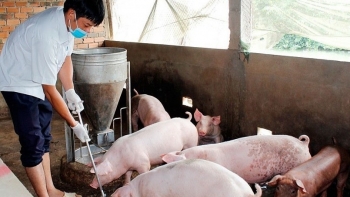 Giá heo hơi hôm nay 03/7: Tăng dồn dập khi trống chuồng, hộ chăn nuôi tiếc nuối vì sao vẫn do dự tái đàn?