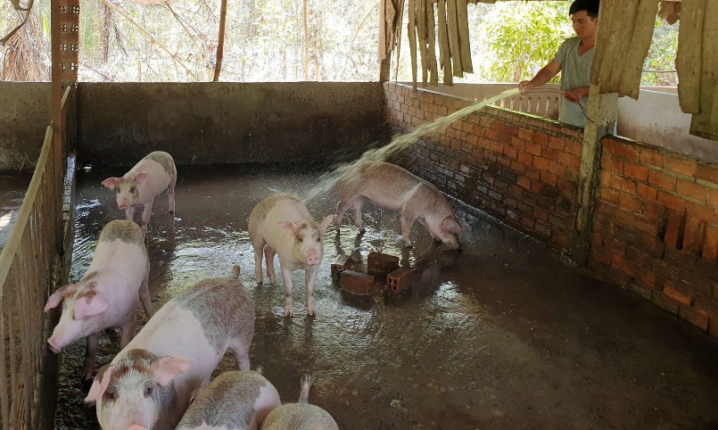 Giá heo hơi hôm nay (03/7) vẫn duy trì ở mức có lợi nhuận, tuy nhiên người chăn nuôi nhỏ lẻ vẫn gặp khó khi muốn tái đàn.