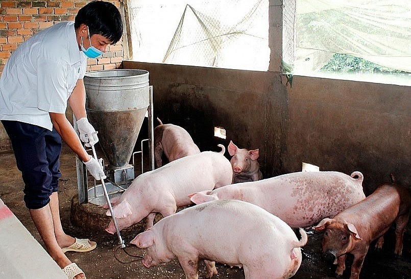 Giá heo hơi hôm nay (03/7) không xuất hiện biến động mới, giá heo dao động trong khoảng 58.000 đến 64.000 đồng/kg.