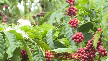 Giá nông sản hôm nay 03/7: Cà phê biến động dữ dội robusta giảm 3,07%, hồ tiêu sau đợt giảm vẫn trụ ở mức cao nhất 71.000 đồng/kg