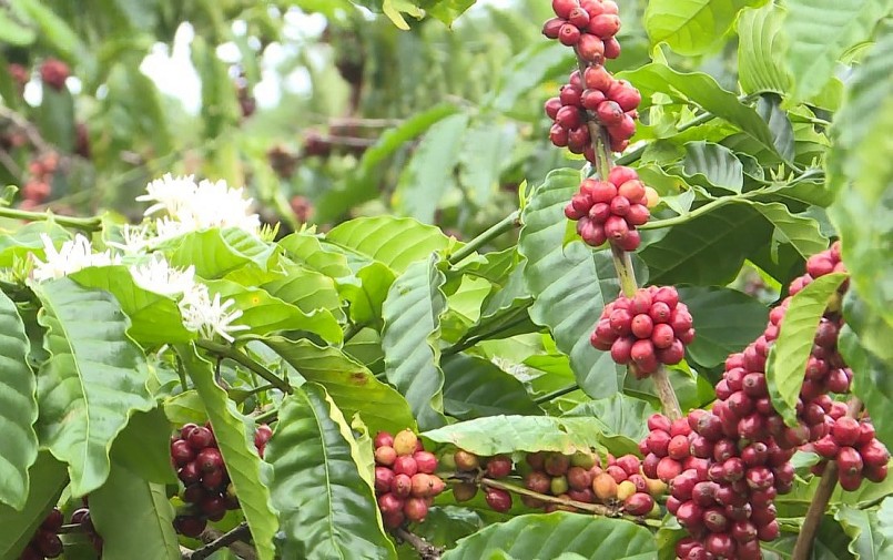 Giá nông sản hôm nay (03/7), giá cà phê biến động theo chiều hướng giảm mạnh trên sàn kỳ hạn. Giá nông sản hôm nay (03/7), giá cà phê biến động theo chiều hướng giảm mạnh trên sàn kỳ hạn.